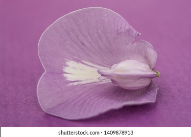 Snap Pea Clitoris Flower Clitoris Images, Stock Photos & Vectors | Shutterstock
