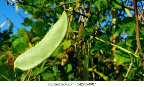 The Snap Pea (Pisum Sativum Var. Macrocarpon), Also Known As The Sugar Snap Pea, Is A Cultivar Group Of Edible-podded Peas.