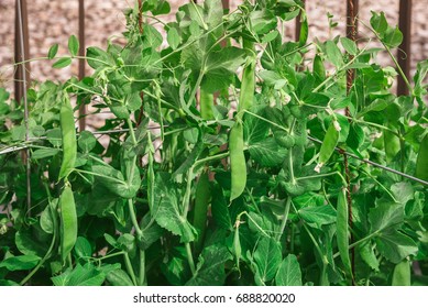 Snap Peas Growing On Vine In Urban Rooftop Garden