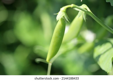 Snap Peas (Pisum Sativum Var. Macrocarpon), Also Known As Sugar Snap Peas, Are A Cultivar Group Of Edible-podded Peas That Differ From Snow Peas In That Their Pods Are Round As Opposed To Flat. 