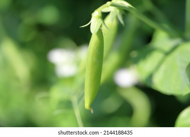 Snap Peas (Pisum Sativum Var. Macrocarpon), Also Known As Sugar Snap Peas, Are A Cultivar Group Of Edible-podded Peas That Differ From Snow Peas In That Their Pods Are Round As Opposed To Flat. 