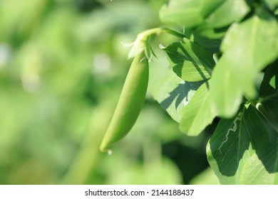 Snap Peas (Pisum Sativum Var. Macrocarpon), Also Known As Sugar Snap Peas, Are A Cultivar Group Of Edible-podded Peas That Differ From Snow Peas In That Their Pods Are Round As Opposed To Flat. 