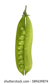 Snap Peas, Pisum Sativum Var. Macrocarpon Also Known As Sugar Snap Peas, Are A Cultivar Group Of Edible-podded Peas.