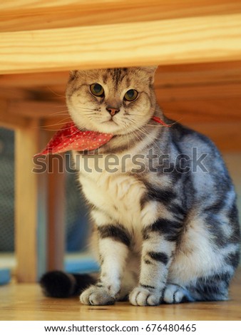 Similar – Cat playing a red ribbon on a floor. View from above