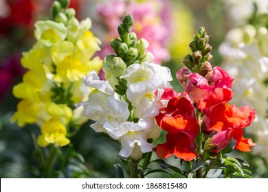Snapdragon flower and green leaf in garden at sunny summer or spring day.
