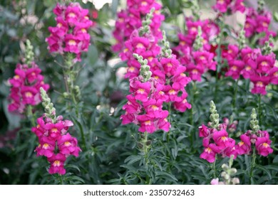 Snapdragon flowers (Antirrhinum majus) in pink color. - Shutterstock ID 2350732463