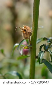 Snapdragon Seed Pod - Latin Name - Antirrhinum Majus