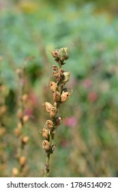 Snapdragon Seed Pod - Latin Name - Antirrhinum Majus