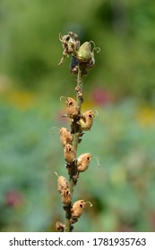 Snapdragon Seed Pods - Latin Name - Antirrhinum Majus