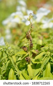 Snapdragon Seed Pods - Latin Name - Antirrhinum Majus