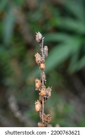 Snapdragon Seed Pods - Latin Name - Antirrhinum Majus