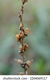 Snapdragon Seed Pods - Latin Name - Antirrhinum Majus