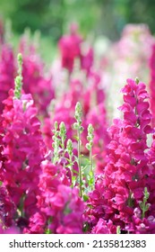 Snapdragon,Antirrhinum Majus Or Plantaginaceae Flower Or Pink Flowers