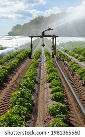 Snape, Suffolk. UK. Water Sprinkler Watering Potato Plants In A Field. UK