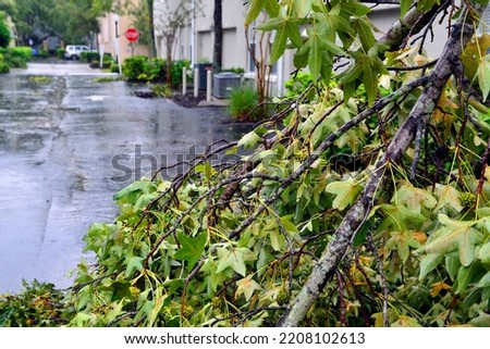 Snapped tree branch in focus on street after Hurricane Ian blew through Florida