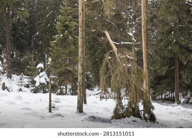 A snapped tree trunk hangs broken above snow-covered ground, its splintered wood exposed after a heavy snow load in a conifer forest.