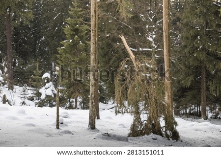 A snapped tree trunk hangs broken above snow-covered ground, its splintered wood exposed after a heavy snow load in a conifer forest.