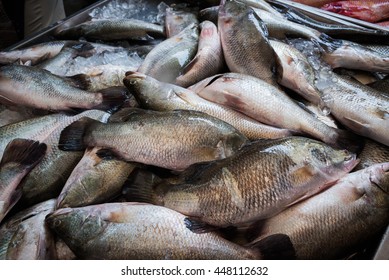 Snapper Fish Stock Photo 448112632 | Shutterstock