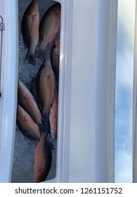 Snapper fish in a cooler
