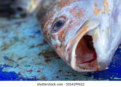 Snapper fish head part on grunge background, seafood market at Bang Tao Beach, Phuket, Thailand. Soft focus taken.