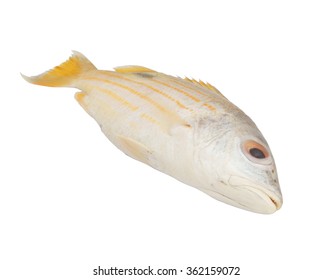 Snapper fish isolated on white background