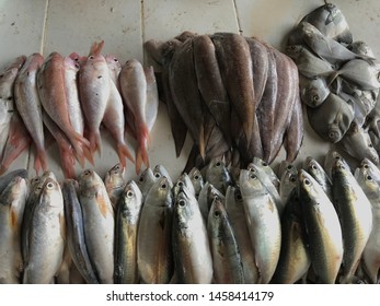 Snapper Fish, Long Jawed Mackere, Squid.