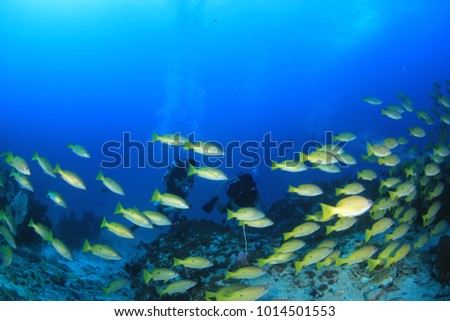 Snapper fish with scuba divers in background
