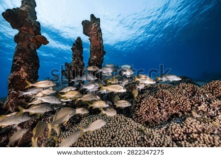Snapper and grunts schooling over a reef in the Caribbean