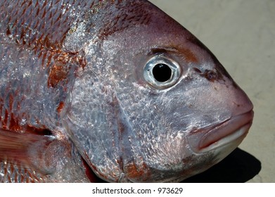 Snapper Head