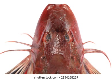 snapper head on a white background, swallow, swallow fish