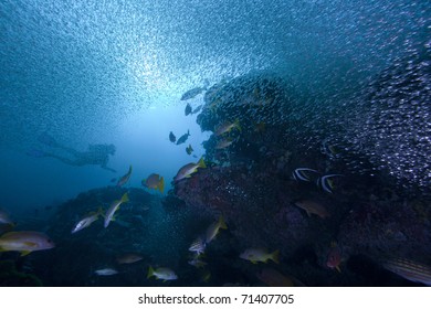 Snapper and other fish hunting glass fish on a coral reef with the sun and a diver in the background!