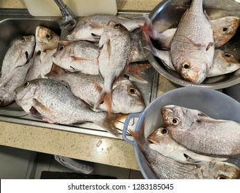 Snappers From Hauraki Gulf