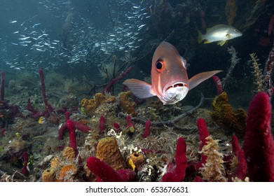 Snappers Hiding  Under Mangrove Roots, Tunicate Cove, Belize.