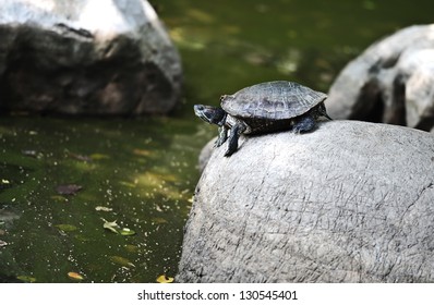 Snapping Turtle