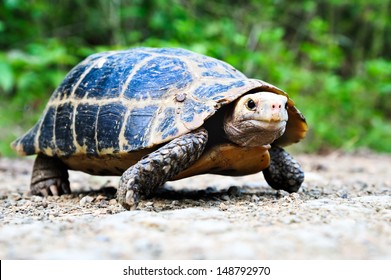 794 Snapping turtle eye Images, Stock Photos & Vectors | Shutterstock