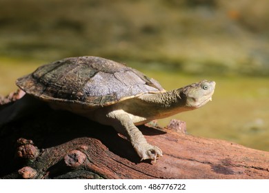 Snapping Turtle