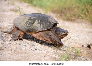 794 Snapping turtle eye Images, Stock Photos & Vectors | Shutterstock