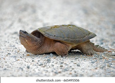 Snapping Turtle