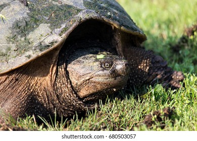 104 Florida snapping turtle Images, Stock Photos & Vectors | Shutterstock