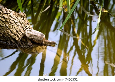 Snapping Turtle
