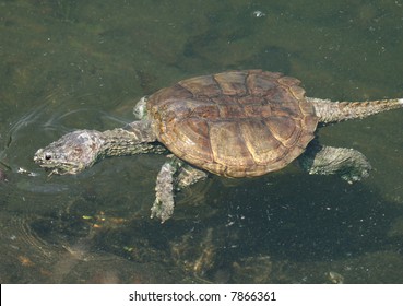 Snapping Turtle