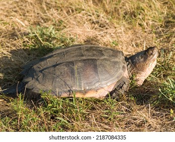 794 Snapping turtle eye Images, Stock Photos & Vectors | Shutterstock