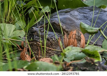 a snapping turtle basking in the sun