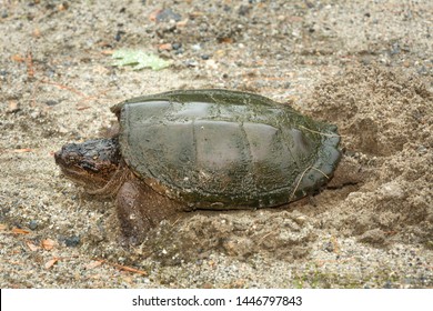 Adult Alligator Upright On All Four Stock Photo (Edit Now) 1298867641