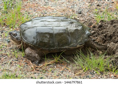 Snapping Turtle Chelydra Serpentina Digging Hole Stock Photo 1446797861 ...