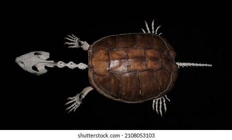 897 Skeleton turtle Images, Stock Photos & Vectors | Shutterstock