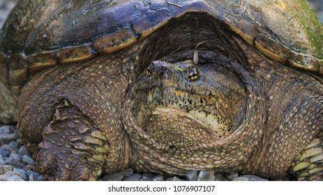 794 Snapping turtle eye Images, Stock Photos & Vectors | Shutterstock