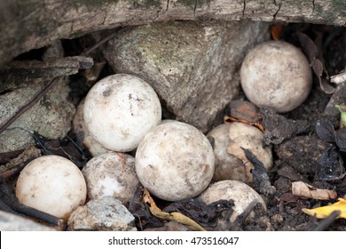 snapping turtle eggs