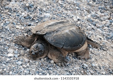 Snapping Turtle Environment Stock Photo 1143101918 | Shutterstock