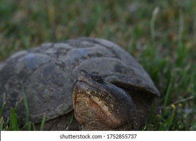 Snapping Turtle Head Raised Grass Stock Photo 1752855737 | Shutterstock